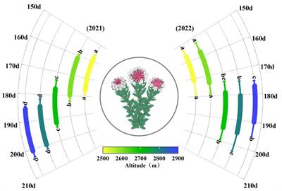 Interannual temperature rise leads to more uniform phenological matching between invasive Stellera chamaejasme and pollinators across elevations